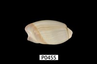 藏品(膀胱彈頭螺)的圖片